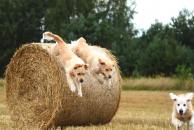 0090b510d0afece864223255dc8598cc_194