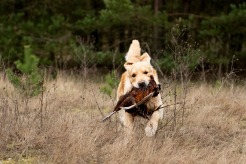 009e28e1bd8d2015beba5e37fe14ea70_246