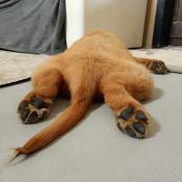 019e633bf27342138df764dd5762d2e5_200x200_fill