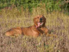 02160e4cf6d4af7028c4f47c742e7c86_232x174_fill