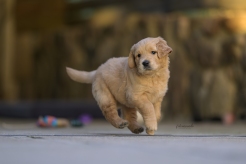 0234099b60ad7d67589948e996770d0c_246