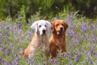 0238b706fe57cce14e5140c410e605be_195