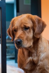 026ac44c427b55a8f1b6a4eb88077534_164x246