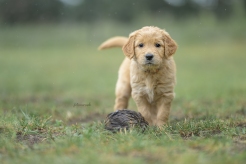 026f527923df32879e4235c9254b3d71_246