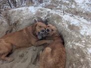 03164357f9a3331dd814633955266385_183