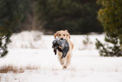 032b9885cbf1e909675a1137ece9d024_245