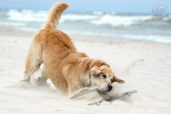 03576610d449623d6e1bb8f379ad0940_246