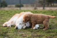 0372a2b9cc6f7f79b4fa90ca01a7aaee_195x130_fill