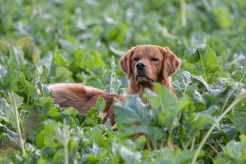 038432b8cc4583c119fa5c01d7f93802_246