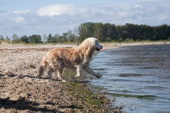 039840b62dd364cdb2c07644fa211a3f_245