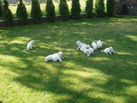 03b677d9186d580e583aa60a5de5fdf3_461