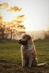 03d3ebd0848455b9dc6c4ca2b203de3f_164x246