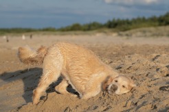 03f76cda964582d86b95dbfdbb152f98_246