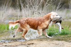 0408498acada05a27aa354d8734903d2_245