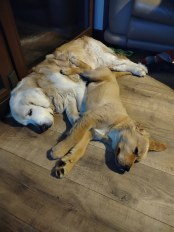 0416c80a148b6dafe8f57460b1a653a4_174x232_fill