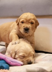 04580620c59c4ec437c8d37f348db2e6_170x237