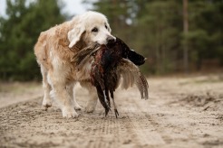 0473c885d3e5d19c486803a30fefe757_246