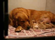 04be74c6e6546b934f094c301707ac22_237