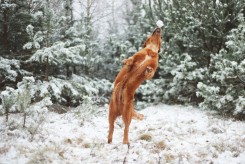 04c5c0d63a804af121d4e78f98294169_245