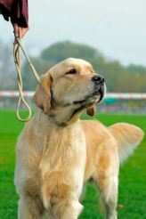 0517a3b824afb738395393bce0956397_164x246