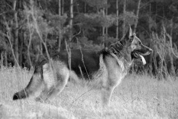 05ac5e5dfbba4890c8e71ba06adad003_367