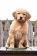 05fedb800e6b2407081ddf67056847ed_130x195_fill