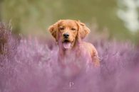 063e701575666dfad9b2b245b9b66710_195x130_fill