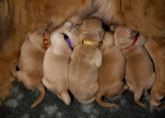 067da9a81a34cc2b5e86ef9501400728_237