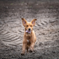 069bcfce8d730ee31b94e636ee06b53d_200x200_fill