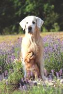 06b40f463545241601f7eab3f3cf505e_130x194