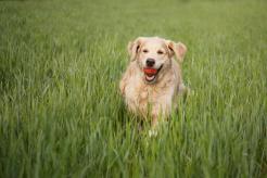 06fa4404ecef6e009a61642128bb82c4_246x164_fill