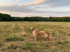 0727f9ddc44d8b1b4b303c966e3e1fd2_232x174_fill