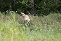 0758406b5a3dd5821c6f9ffd0e53106d_246