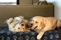 0767ba30243b2d022fcce81d1fea11da_195