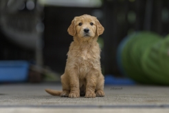 078cb1a655725bad63b4da6a955193a7_246