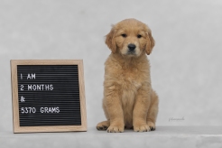 07997510d32e22f8a1b0b180c689ef3e_246