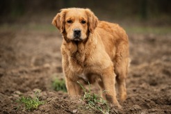 07d28fa868ecce1753f94778560a5eca_246