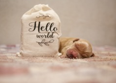 080b30308350b1de555ca12d130f4279_237