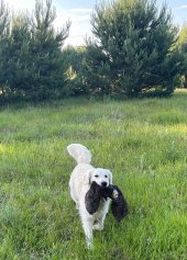 0810408b01dfde955ac09ea5c4662fe6_170x237