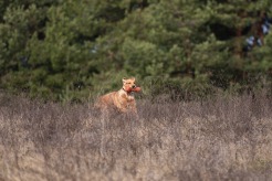 08268db5f05d57ed6ccfc2bbeee4cc62_246