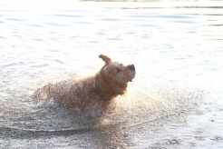 083cdc87484774de74171f08ff090ccd_246x164_fill