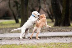 0908d0b70c1ef67730845afac510eb9c_245