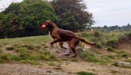 090dd5e9e99681e3e333e02616a6e72b_264