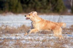 09da11f4636cbbd1ad54bb409062641c_245