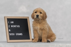 09f470197452e01ef4ae6e8e84201f2f_246