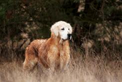 09fc8b080691710bb618e216638478c3_245