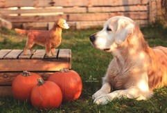 0a3845d2bbdb276ff98c3e2644e63a17_241