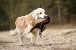 0a57b7eda8f15044a3199586f9d0d6a3_246