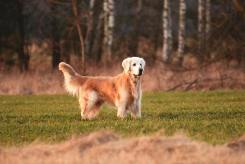 0a807c93ed62268facb6a8eb2d5e0b1e_245