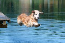 0addee476dd81b15d0b556ea98d4f234_246